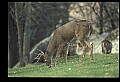 10067-00110-Whitetail Deer-Antlers.jpg
