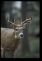 10067-00111-Whitetail Deer-Antlers.jpg