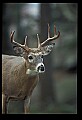 10067-00112-Whitetail Deer-Antlers.jpg