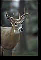 10067-00113-Whitetail Deer-Antlers.jpg