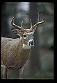 10067-00114-Whitetail Deer-Antlers.jpg