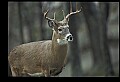10067-00115-Whitetail Deer-Antlers.jpg