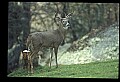 10067-00116-Whitetail Deer-Antlers.jpg