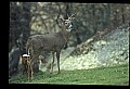 10067-00117-Whitetail Deer-Antlers.jpg