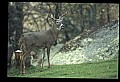 10067-00118-Whitetail Deer-Antlers.jpg