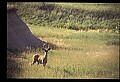 10068-00008-Mule Deer-Odocoileus hemionus.jpg