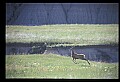 10068-00010-Mule Deer-Odocoileus hemionus.jpg