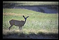 10068-00011-Mule Deer-Odocoileus hemionus.jpg