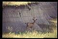 10068-00012-Mule Deer-Odocoileus hemionus.jpg