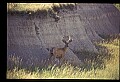 10068-00013-Mule Deer-Odocoileus hemionus.jpg