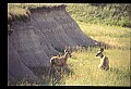 10068-00014-Mule Deer-Odocoileus hemionus.jpg