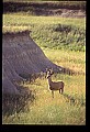 10068-00016-Mule Deer-Odocoileus hemionus.jpg