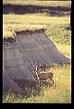 10068-00017-Mule Deer-Odocoileus hemionus.jpg
