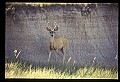10068-00018-Mule Deer-Odocoileus hemionus.jpg