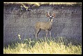 10068-00019-Mule Deer-Odocoileus hemionus.jpg