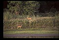 10068-00040-Mule Deer-Odocoileus hemionus.jpg