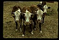 10070-00002-Domestic Farm Animals.jpg