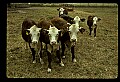 10070-00003-Domestic Farm Animals.jpg