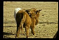 10070-00004-Domestic Farm Animals.jpg