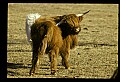 10070-00005-Domestic Farm Animals.jpg