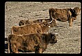 10070-00017-Domestic Farm Animals.jpg