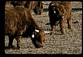 10070-00019-Domestic Farm Animals.jpg