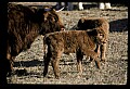10070-00023-Domestic Farm Animals.jpg