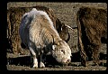 10070-00024-Domestic Farm Animals.jpg
