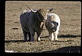 10070-00038-Domestic Farm Animals.jpg
