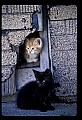 1-6-07-00023-kittens in shed opening.jpg
