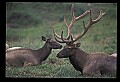 10075-00001-Elk, Wapiti, Cervus elaphus.jpg