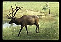 10075-00002-Elk, Wapiti, Cervus elaphus.jpg