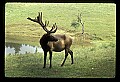 10075-00003-Elk, Wapiti, Cervus elaphus.jpg
