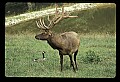 10075-00005-Elk, Wapiti, Cervus elaphus.jpg