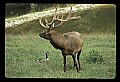 10075-00006-Elk, Wapiti, Cervus elaphus.jpg