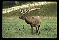 10075-00007-Elk, Wapiti, Cervus elaphus.jpg