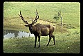 10075-00008-Elk, Wapiti, Cervus elaphus.jpg