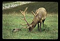 10075-00010-Elk, Wapiti, Cervus elaphus.jpg