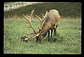 10075-00011-Elk, Wapiti, Cervus elaphus.jpg