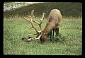 10075-00012-Elk, Wapiti, Cervus elaphus.jpg