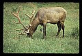 10075-00013-Elk, Wapiti, Cervus elaphus.jpg