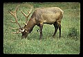 10075-00014-Elk, Wapiti, Cervus elaphus.jpg