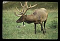 10075-00015-Elk, Wapiti, Cervus elaphus.jpg