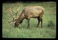 10075-00016-Elk, Wapiti, Cervus elaphus.jpg