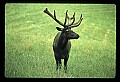 10075-00018-Elk, Wapiti, Cervus elaphus.jpg