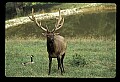 10075-00020-Elk, Wapiti, Cervus elaphus.jpg