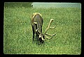 10075-00022-Elk, Wapiti, Cervus elaphus.jpg