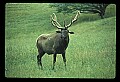 10075-00023-Elk, Wapiti, Cervus elaphus.jpg