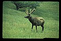 10075-00024-Elk, Wapiti, Cervus elaphus.jpg