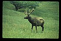 10075-00025-Elk, Wapiti, Cervus elaphus.jpg